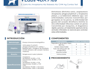 VLabs 4 BX Plus